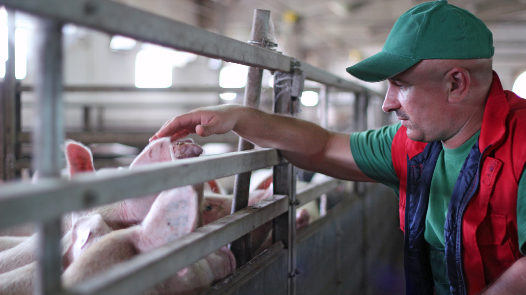 A farmer observing their pigs.